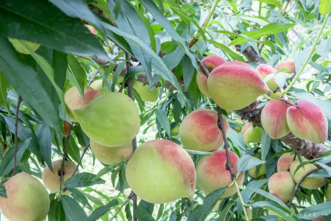 亲农好物｜翁源鹰嘴桃，，，，，，好吃“桃”不掉！