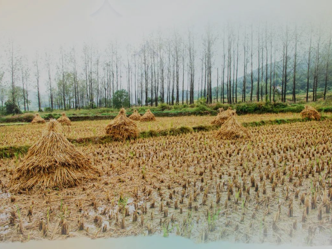 肥土不废，，，沃土“搬家”