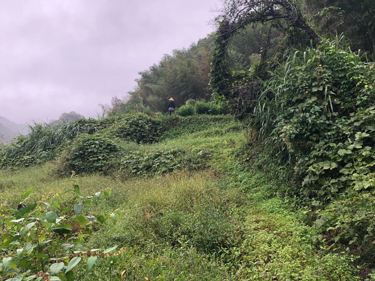 优德88妄想 | 我司土地整治项目二次荣登央视，，，，荒地变良田，，，，智绘好丰景